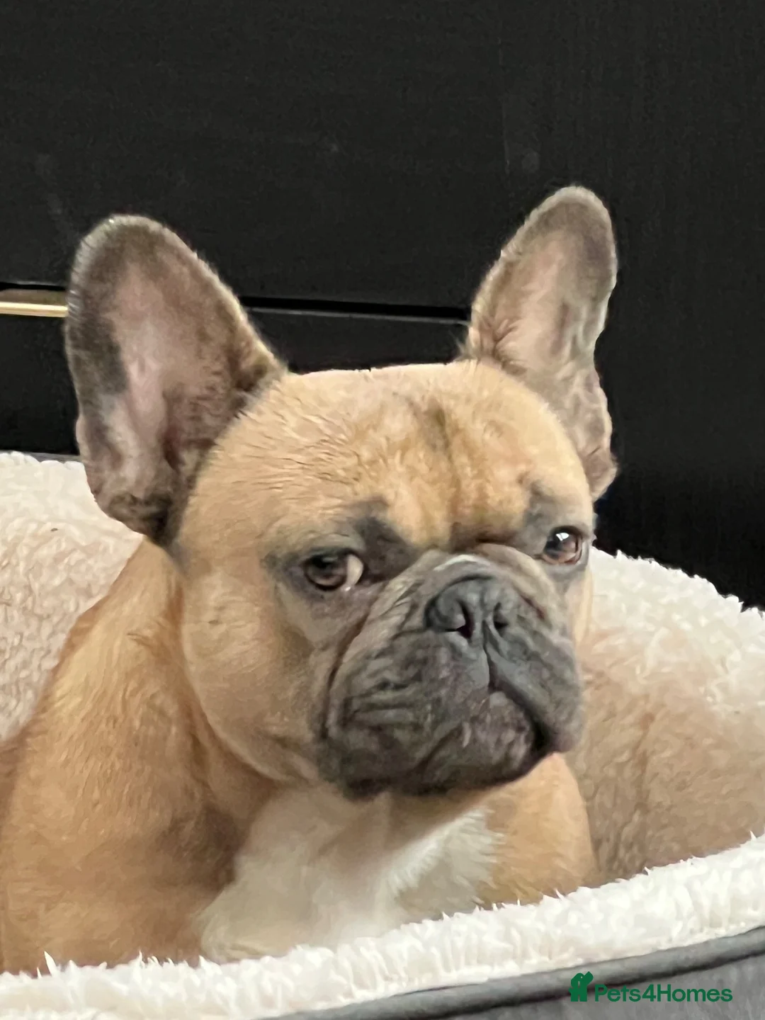 French Bulldog dogs for stud: French bulldog Stud  in Deeside - Advert 4