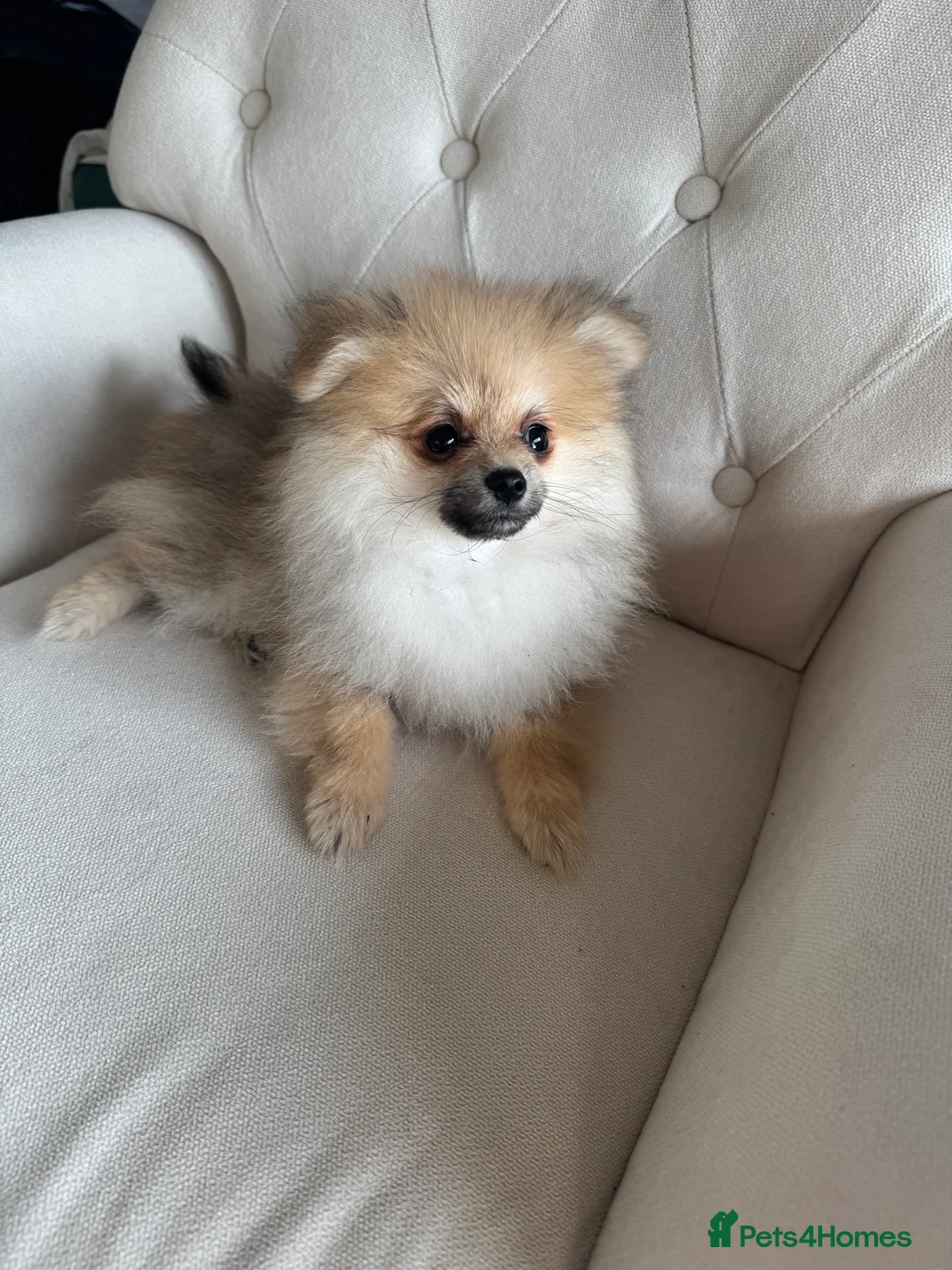 Pomeranian dogs for sale: KC registered boy! - Advert 18