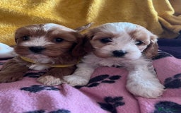 Cavapoo dogs for sale: Cavapoo x cavalier King Charles puppies  - Image 2