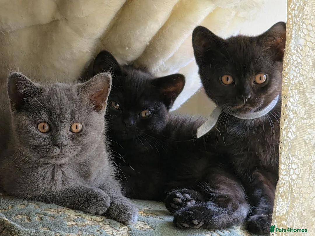 British Shorthair cats for sale: British shorthair kittens - Advert 1
