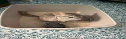 Chinchilla rodents for sale: Two gorgeous baby chinchillas  - Advert 3