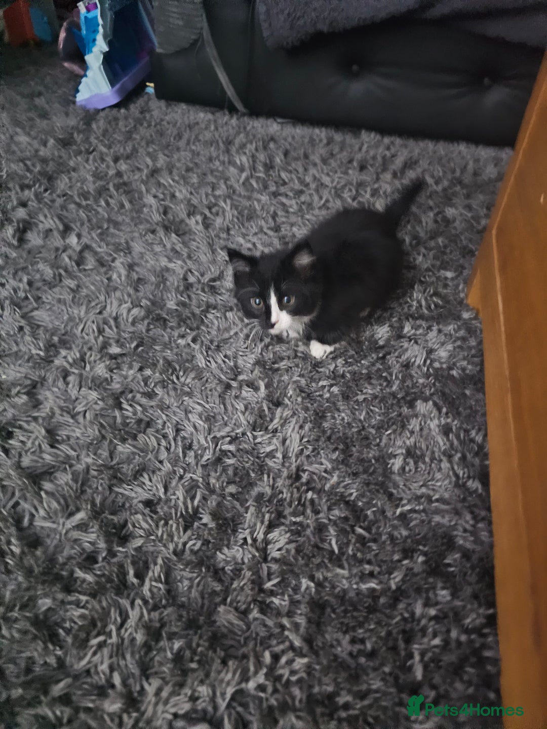 Mixed Breed cats for sale: Last kitten of the litter MALE. READY NOW - Image 2