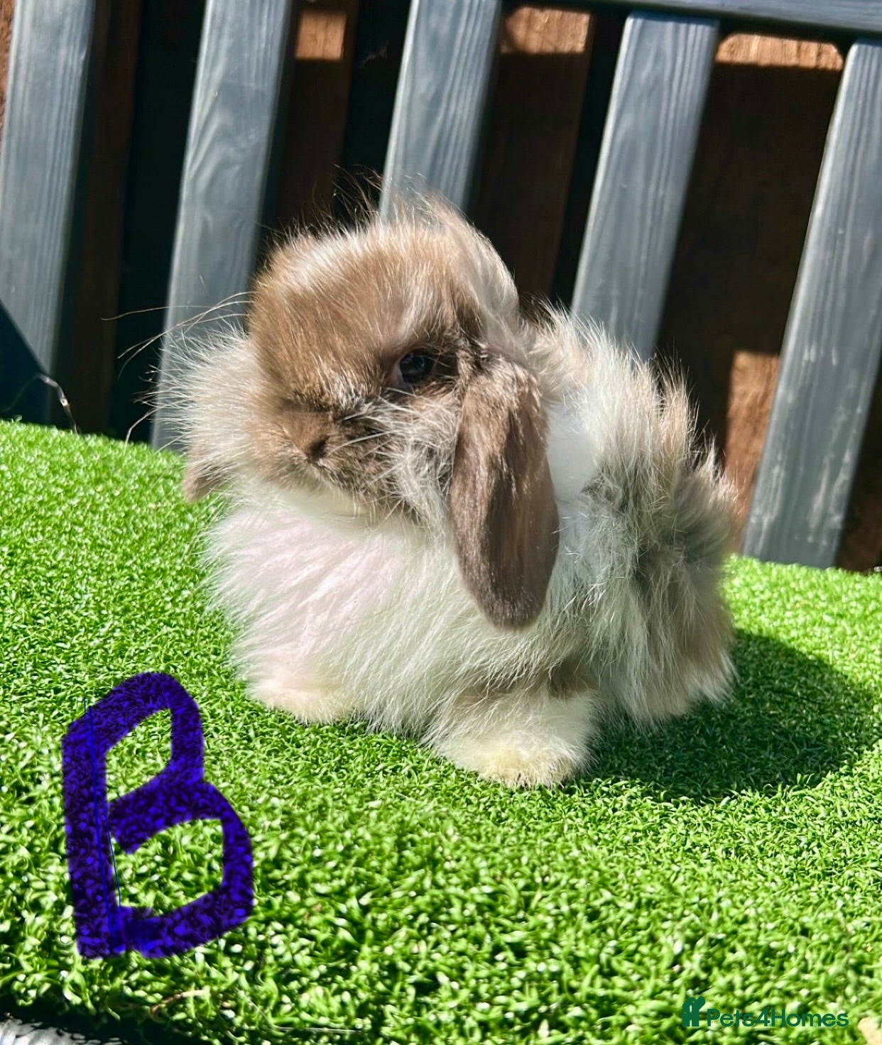 Mini Lop rabbits 💙🩷 Stunning Mini Lop Babies 🩷💙 - Advert 1