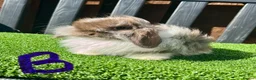 Mini Lop rabbits for sale: 💙🩷 Stunning Mini Lop Babies 🩷💙 - Advert 1