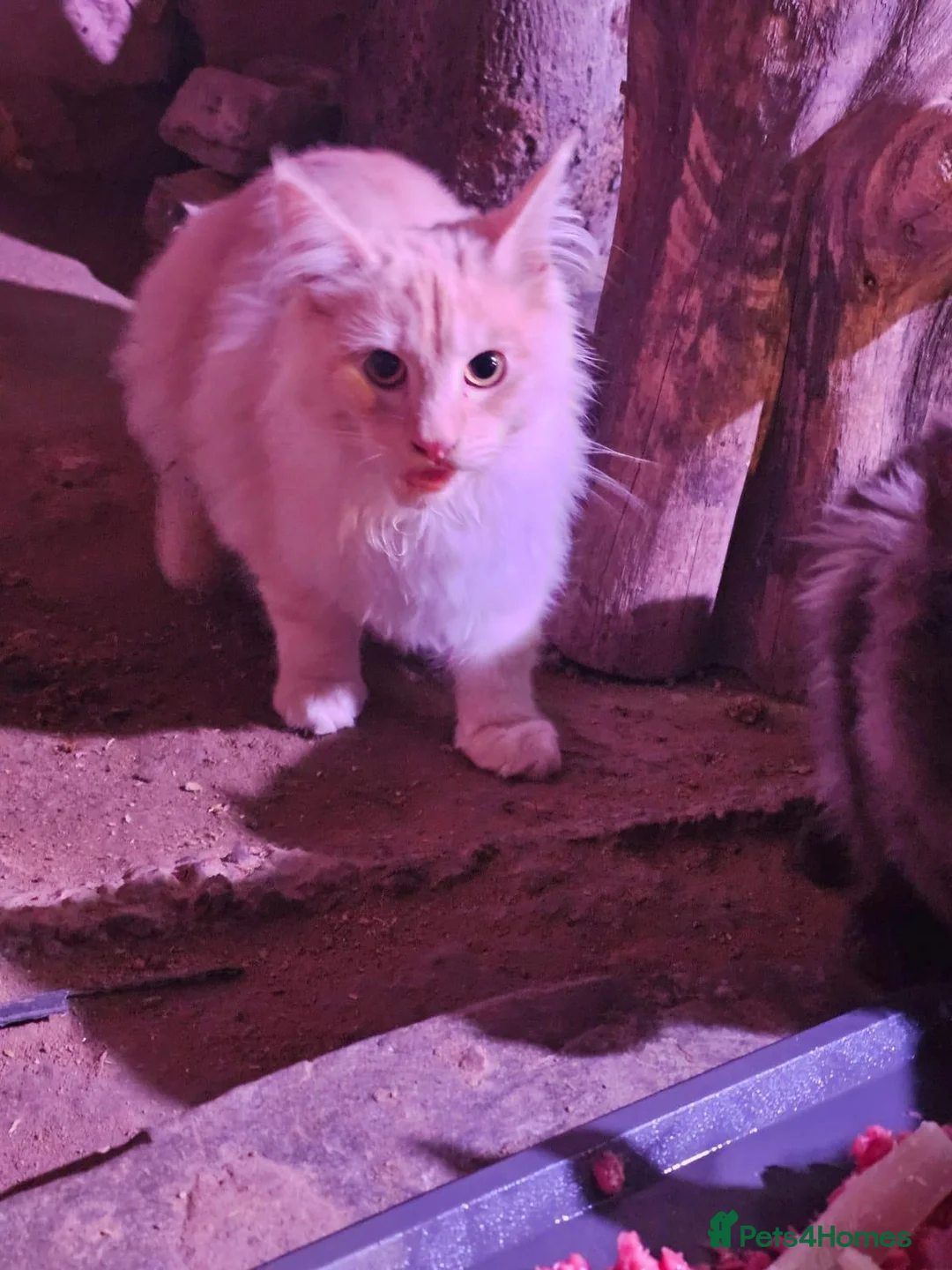 Maine Coon cats for sale: Group of maine coons  - Advert 3