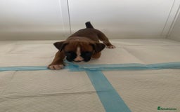 Boxer dogs for sale: Stunning Bob and long tail litter - Image 14