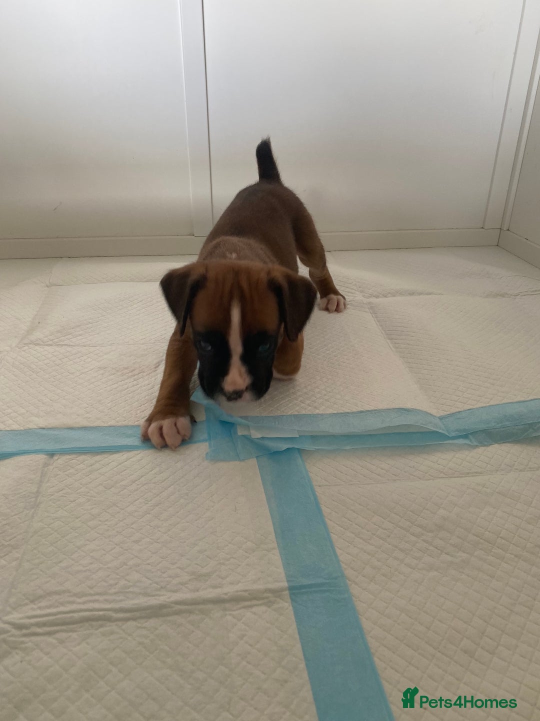 Boxer dogs for sale: Stunning Bob and long tail litter - Image 14