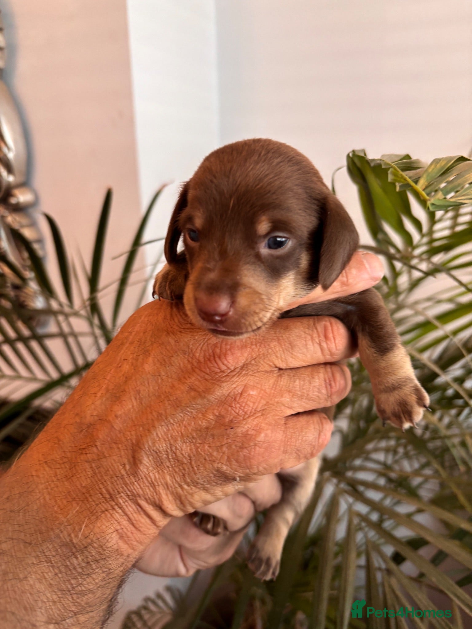 Miniature Dachshund dogs  Quality kc reg dachshunds . Parents health tested - Advert 1