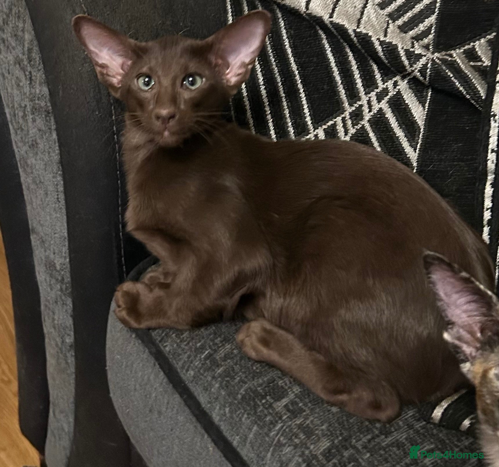 Oriental cats for sale: Gorgeous GCCF registered Oriental kittens - Advert 18