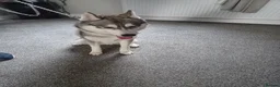 Siberian Husky dogs for sale: Siberian husky boy 🩵 - Advert 1