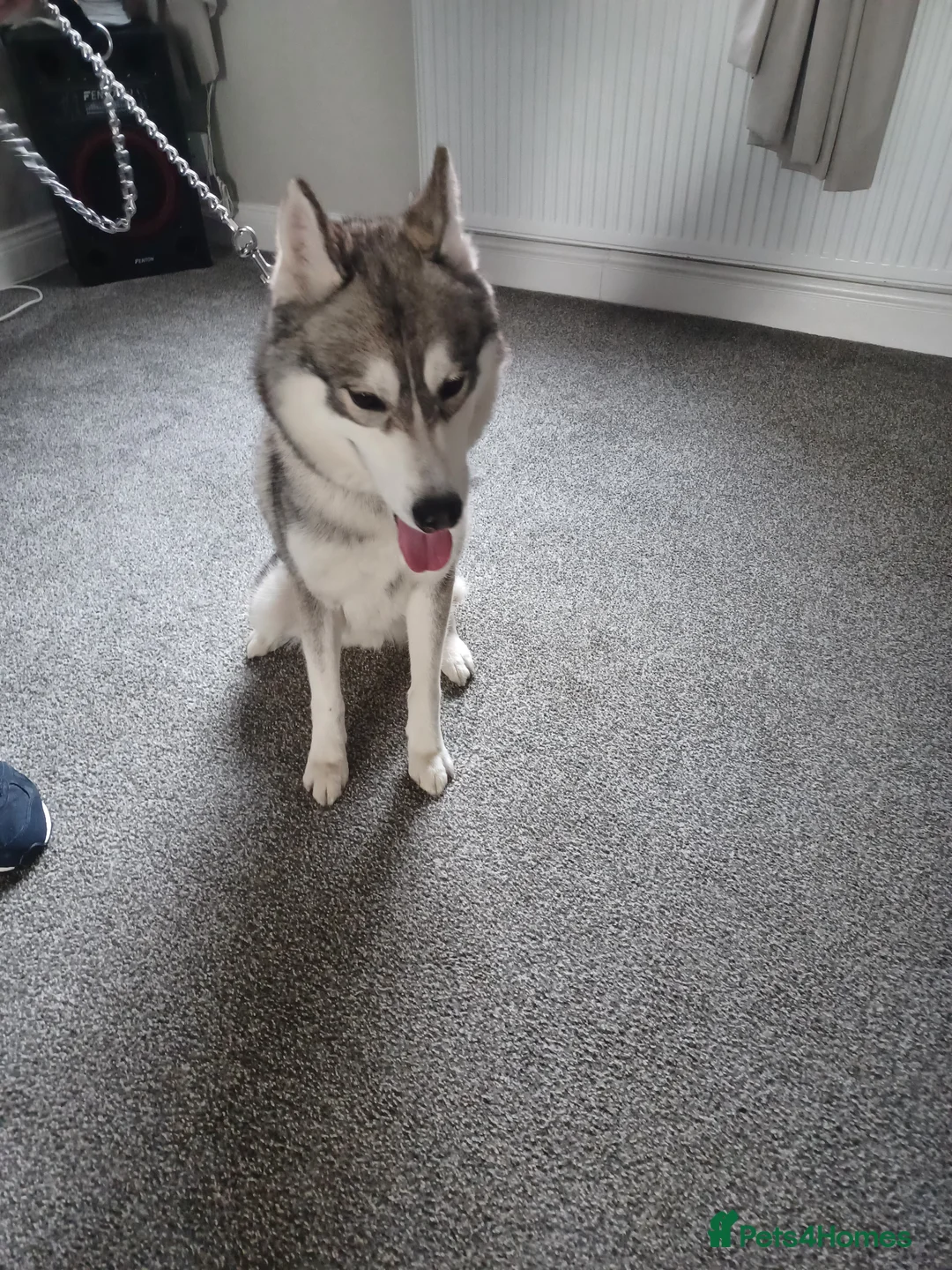 Siberian Husky dogs for sale: Siberian husky boy 🩵 - Advert 1