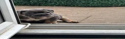 English Bulldog dogs for sale: Female English bulldog  - Advert 3