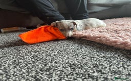 Dachshund dogs for sale: Dachshund puppies ready now  - Image 3