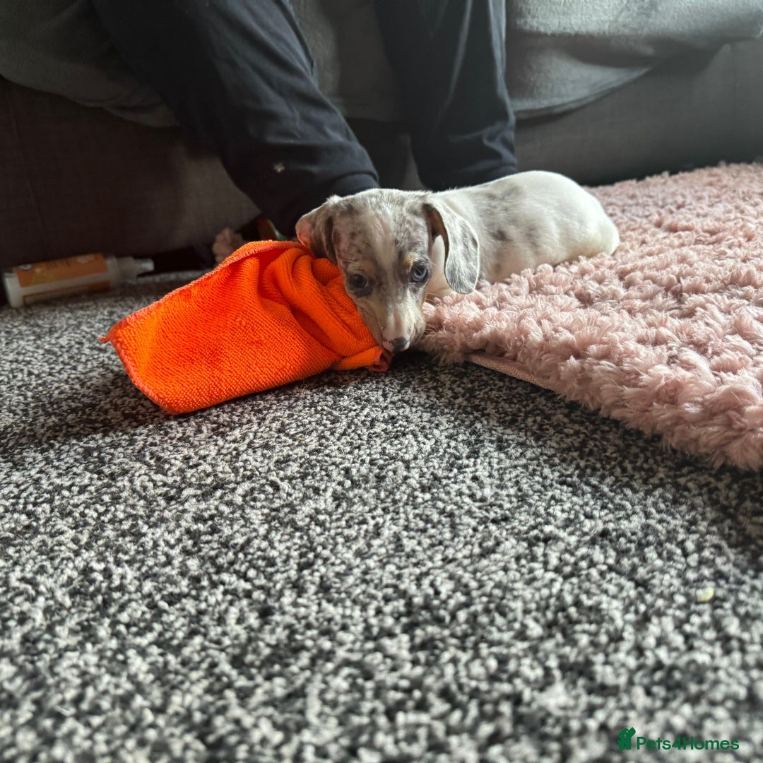 Dachshund dogs for sale: Dachshund puppies ready now  - Image 3