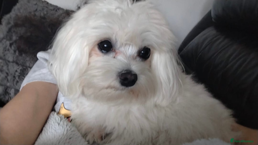 Maltese dogs for sale: 🥰 Gorgeous puppies 🥰🥰 - Image 22
