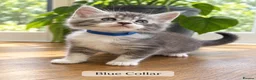 Maine Coon cats for sale: Maine Coons. Russian & E. European Champion Lines in London - Advert 5