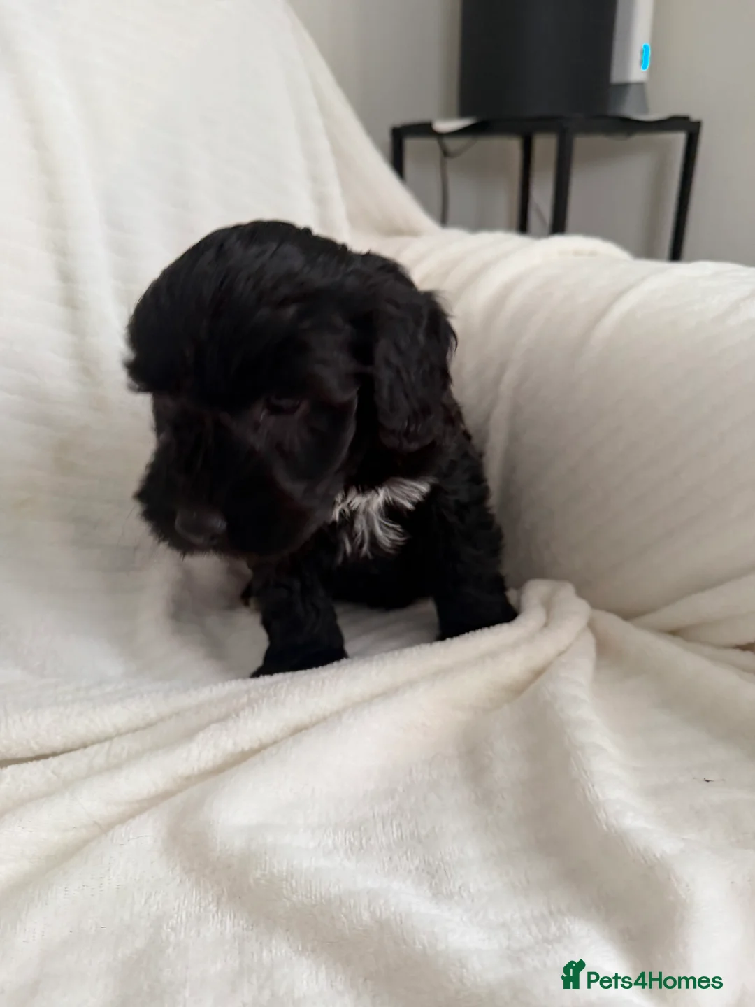 Cockapoo dogs for sale: CockerPoo  - Advert 7