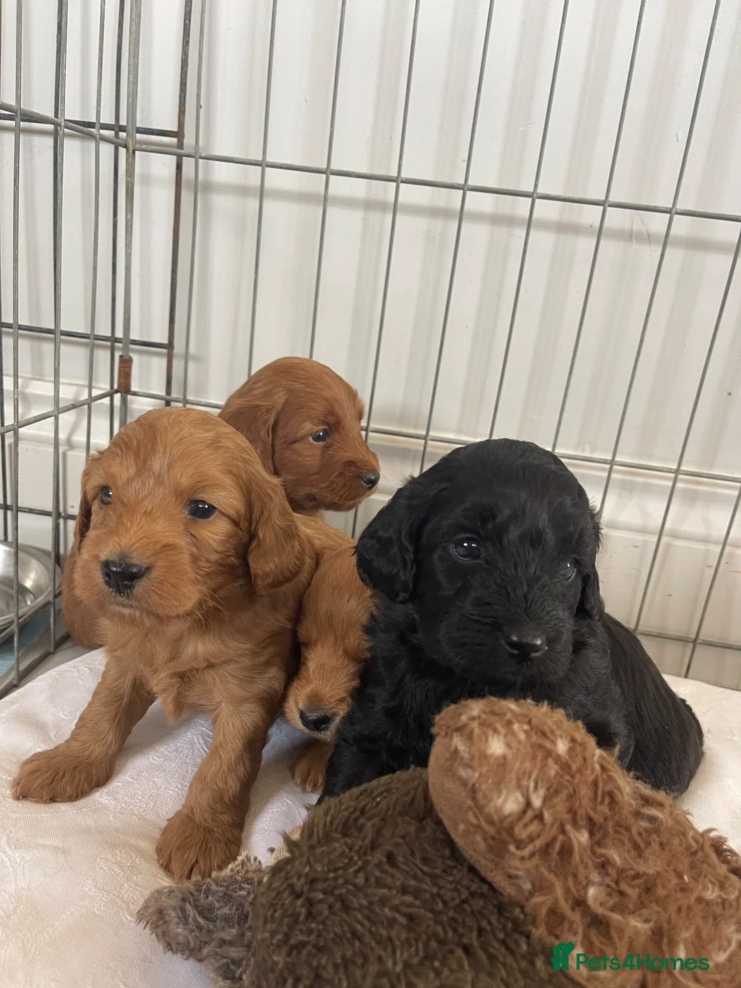 Cockapoo dogs for sale: F1 cockapoo puppies  - Advert 1