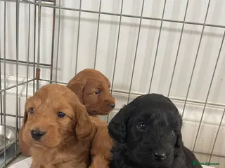 Cockapoo dogs F1 cockapoo puppies - Advert 1