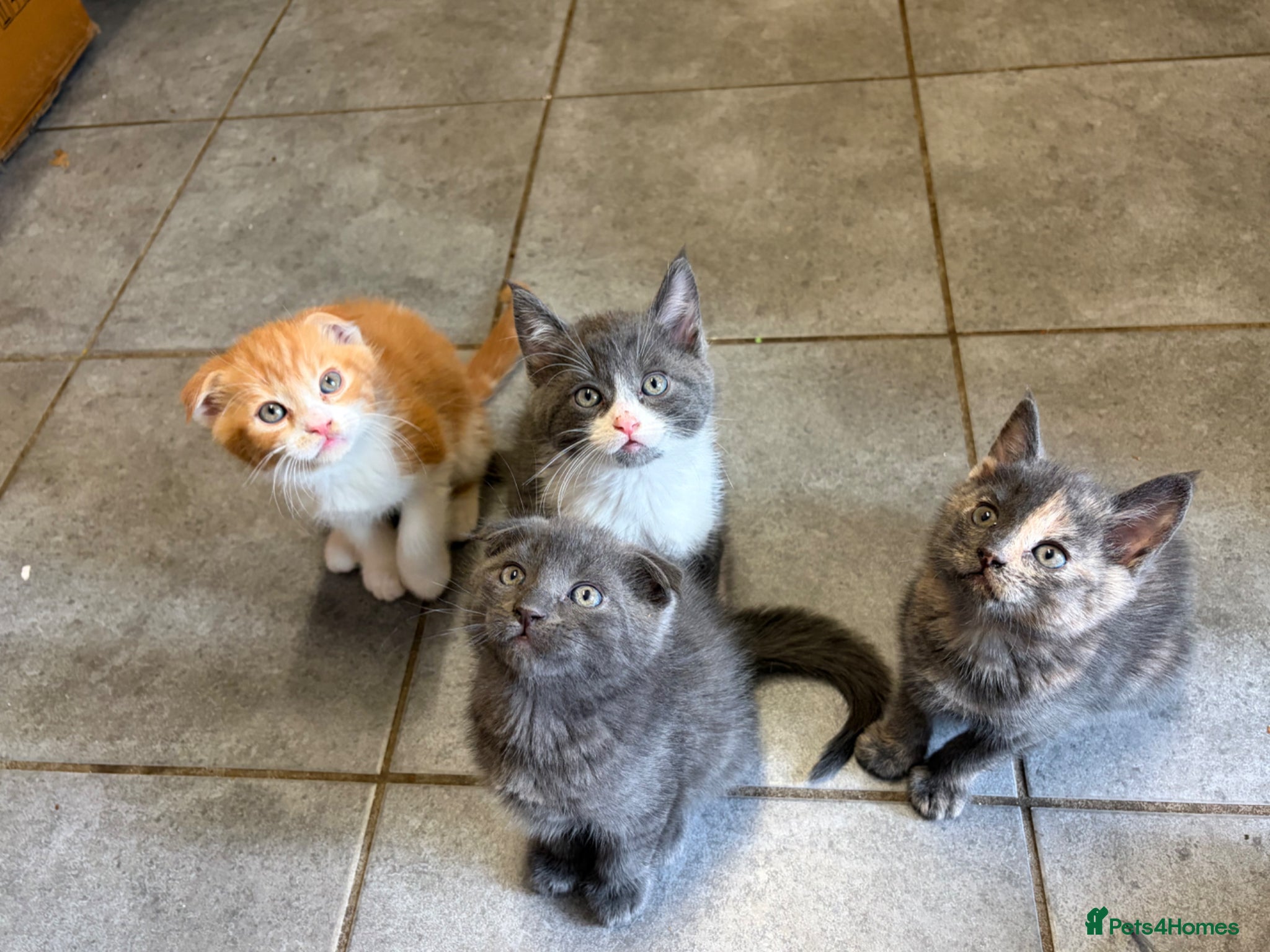 Scottish Fold cats 😻 5 Scottish Fold Kittens 🐾 - Advert 1