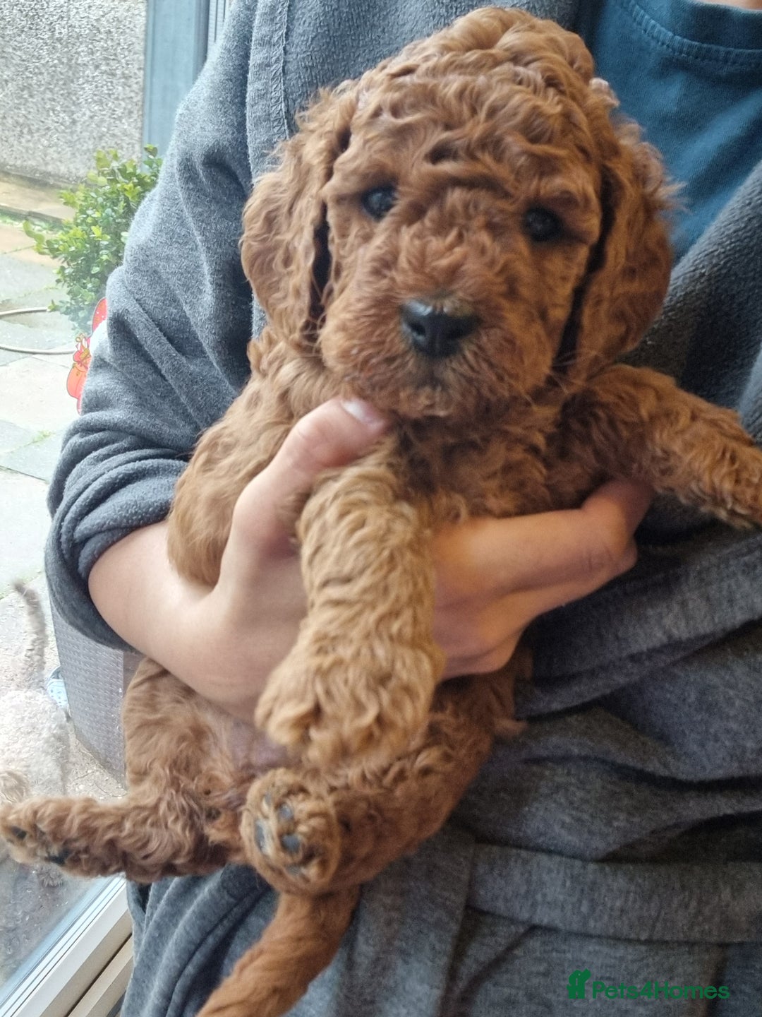Goldendoodle dogs for sale: Waiting list - Miniature goldendoodle puppies   - Image 7