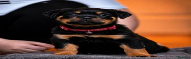 Rottweiler 4