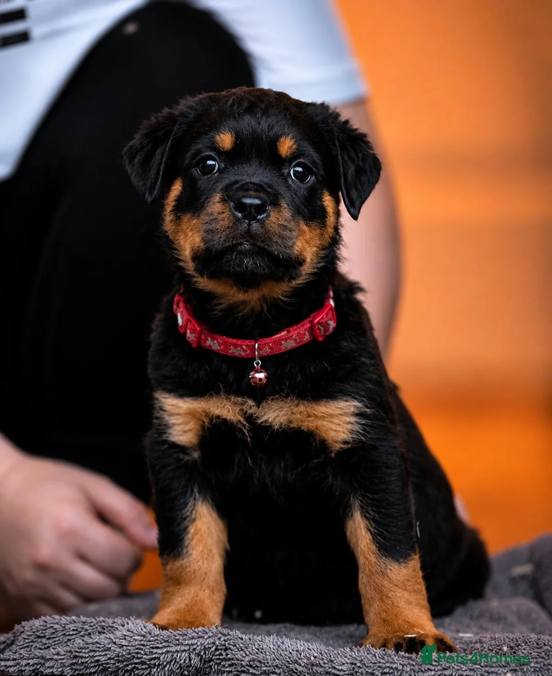 Rottweiler dogs for sale: KC reg health tested female Rottweiler puppy - Advert 11