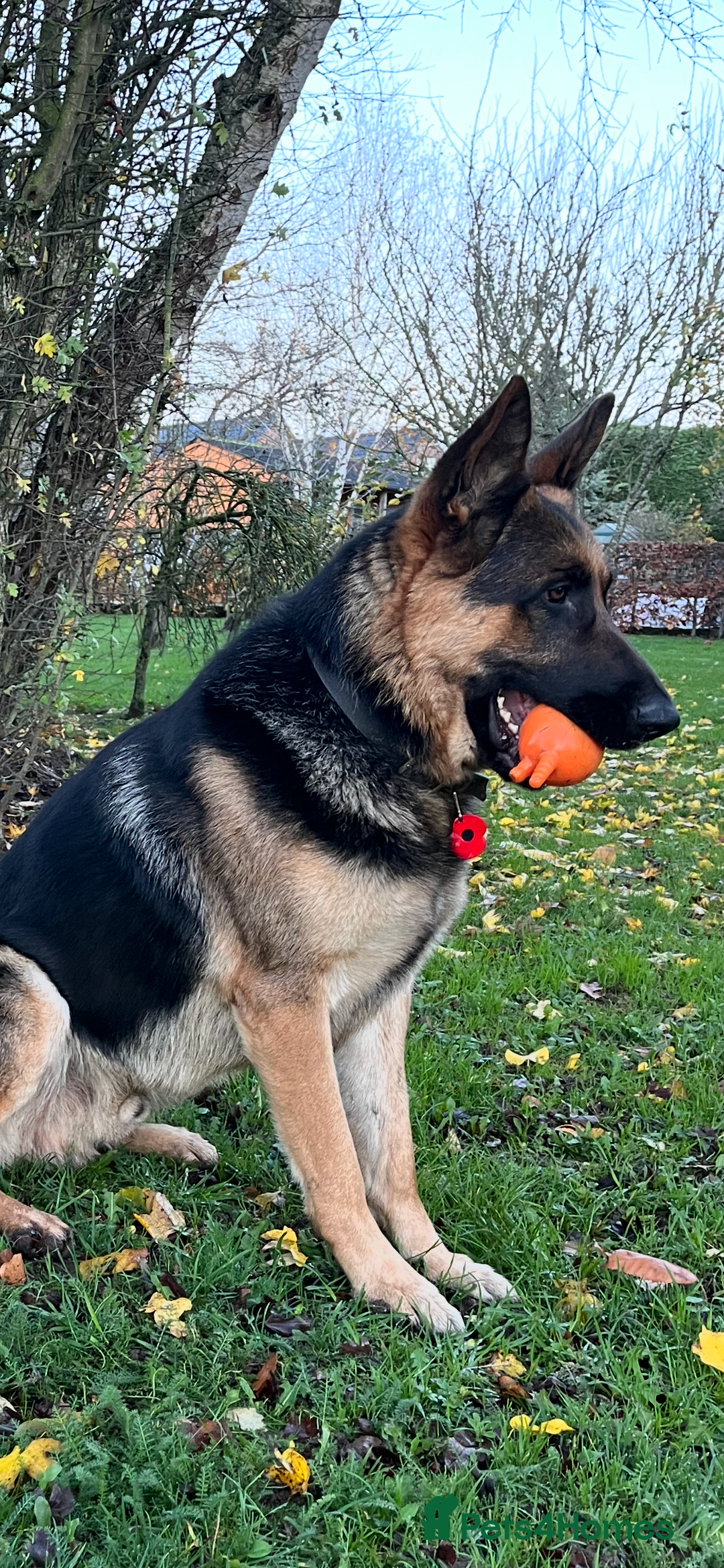 German Shepherd dogs for stud: KC Reg German Shepherd Stud available Proven - Advert 8