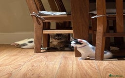 Mixed Breed cats for sale: Adorable mixed breed kittens in Kent! - Image 23
