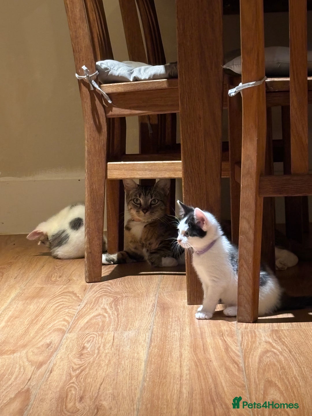 Mixed Breed cats for sale: Adorable mixed breed kittens in Kent! - Image 23