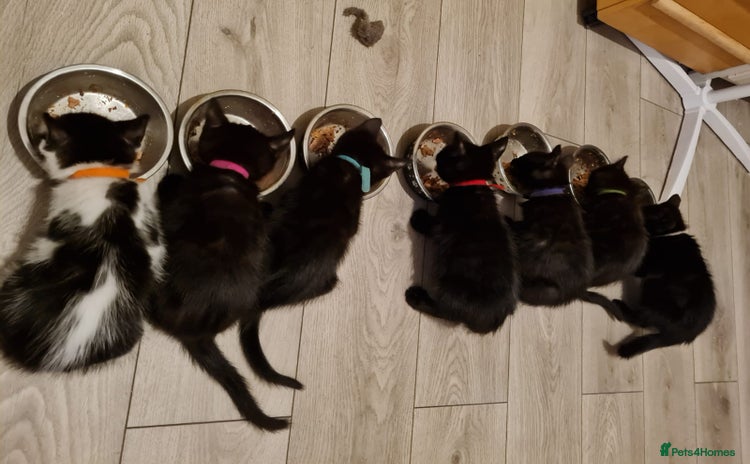 Mixed Breed cats - Advert 3
