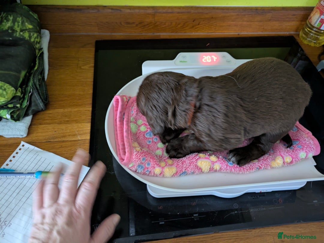 Sprocker dogs for sale: F1 health tested working Sprockers - Image 11