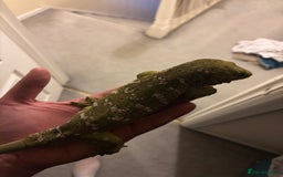 Gecko reptiles for sale: 4 Year Old Male Leachi For Sale  - Image 5