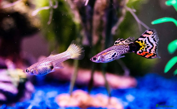 Live Bearers fish - Advert 1