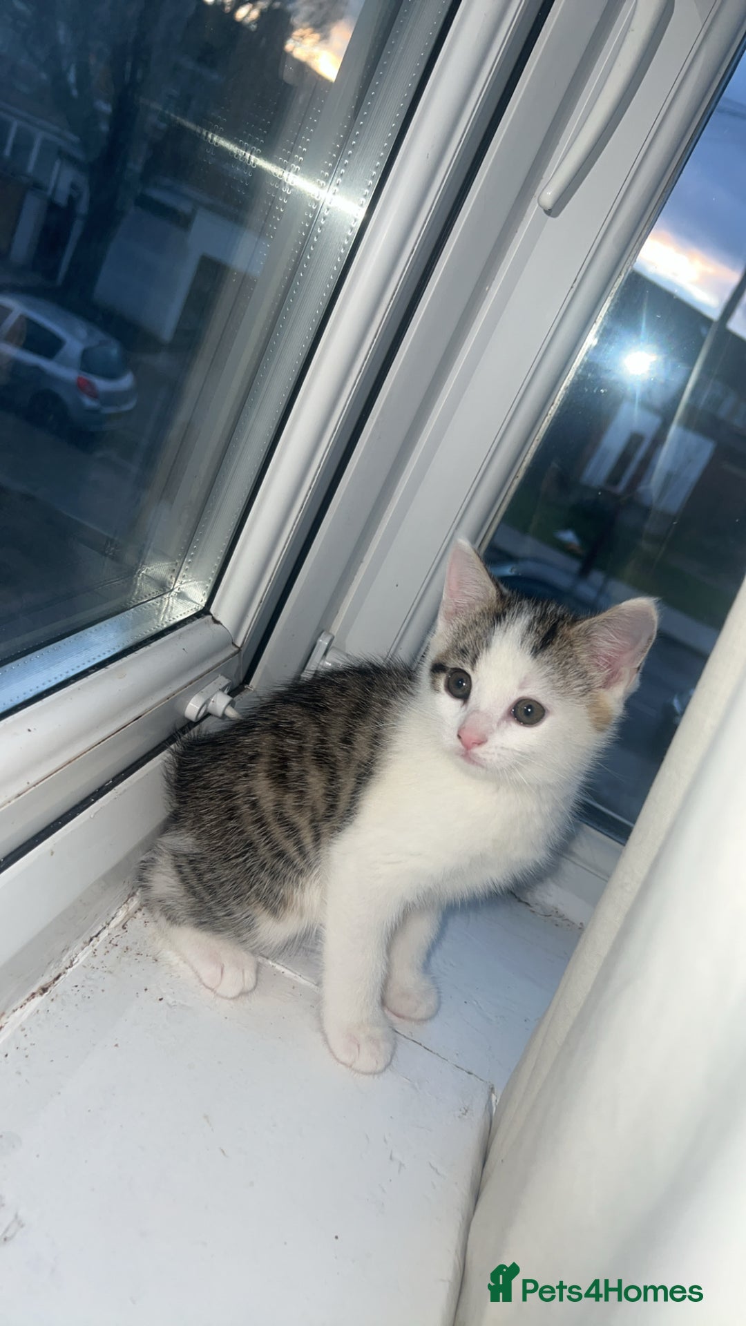 Mixed Breed cats for sale: Kittens  - Advert 23