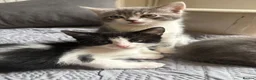 Mixed Breed cats for sale: Beautiful little boy kitten  - Advert 4
