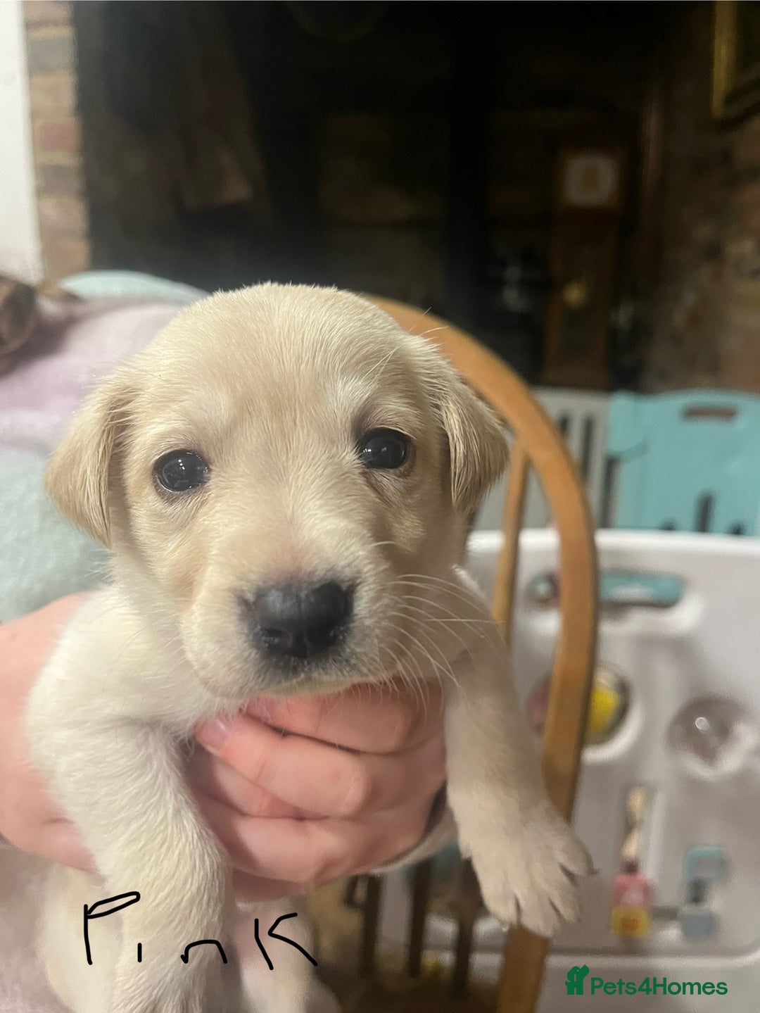 Labrador Retriever dogs for sale: Adorable Labrador puppies  - Advert 5