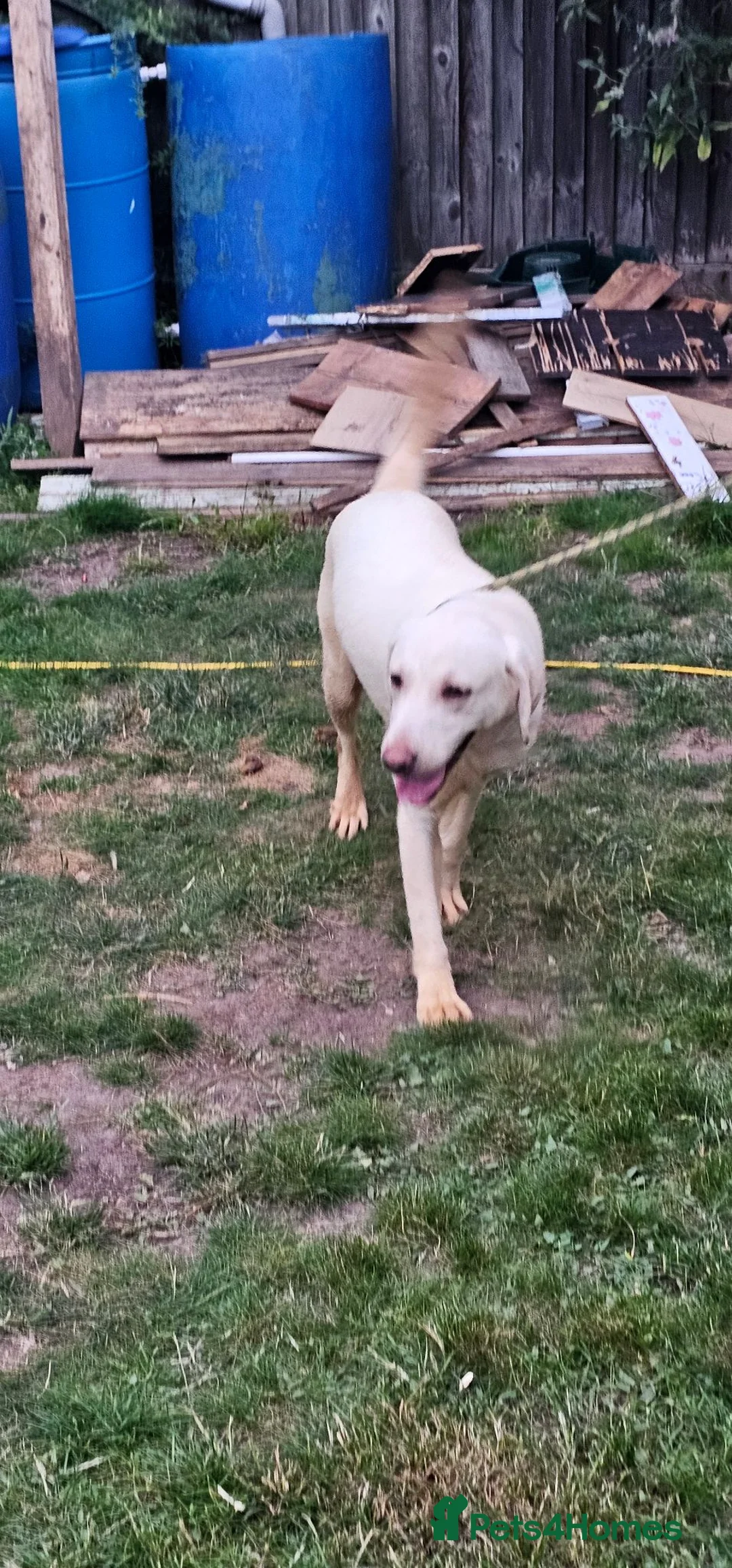 Labrador Retriever dogs for sale: 2 sisters labrador retrievers - Advert 4