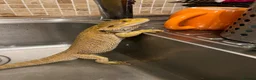 Bearded Dragon reptiles for sale: Bearded Dragon + Full Vivarium Setup  in Stirling - Advert 9