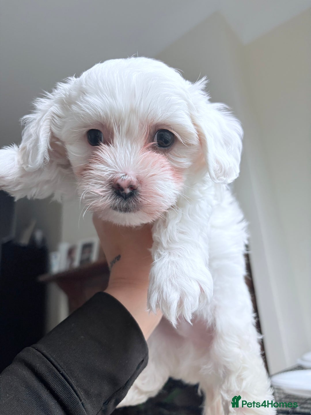 Bichon Frise dogs for sale: Bichon Frise Puppies for Sale 🐶 - Advert 4