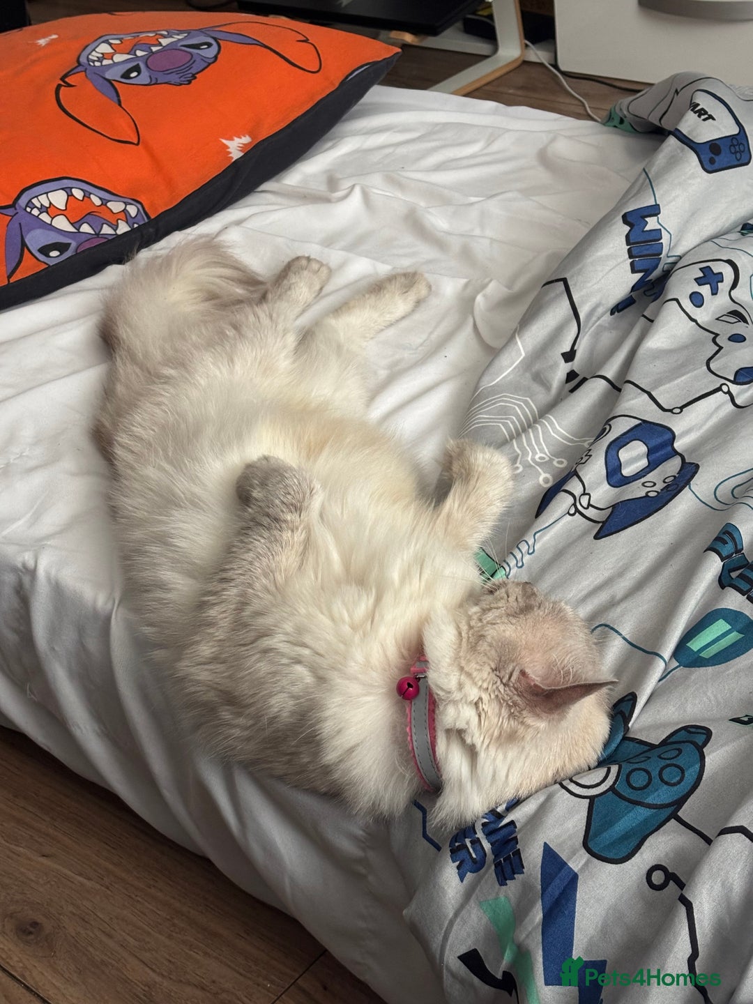 Ragdoll cats for sale: Bella looking for a new home - Image 4