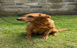 Labrador Retriever dogs for sale: BEAUTIFUL LABRADOR PUPPYS READY NOW - Image 14
