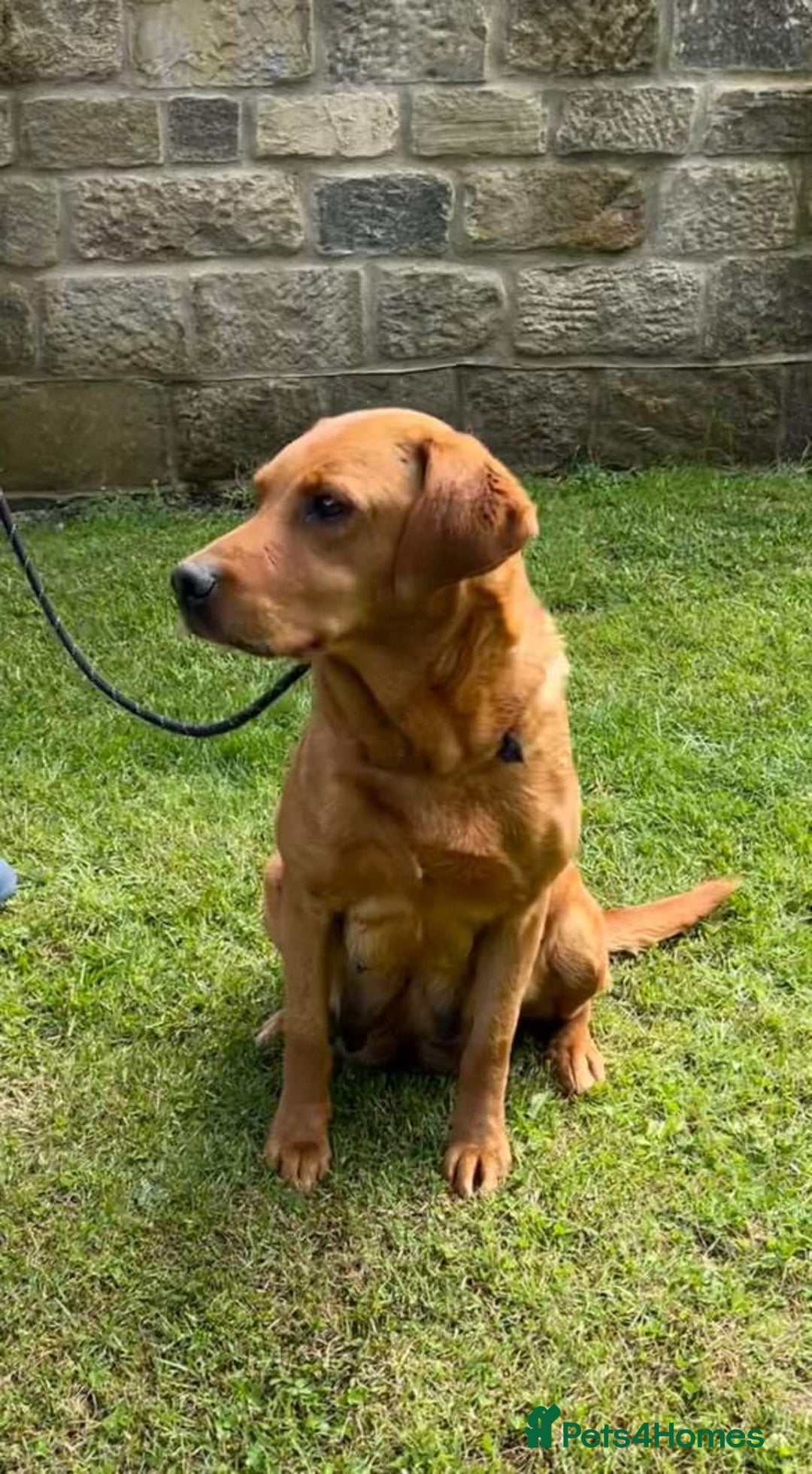 Labrador Retriever dogs for sale: BEAUTIFUL LABRADOR PUPPYS READY NOW - Image 14