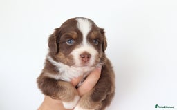 Miniature American Shepherd dogs for sale: 9 Miniature American Shepherd Puppies - Image 4