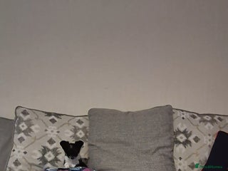 Chihuahua dogs Small chihuahua puppies - Advert 2