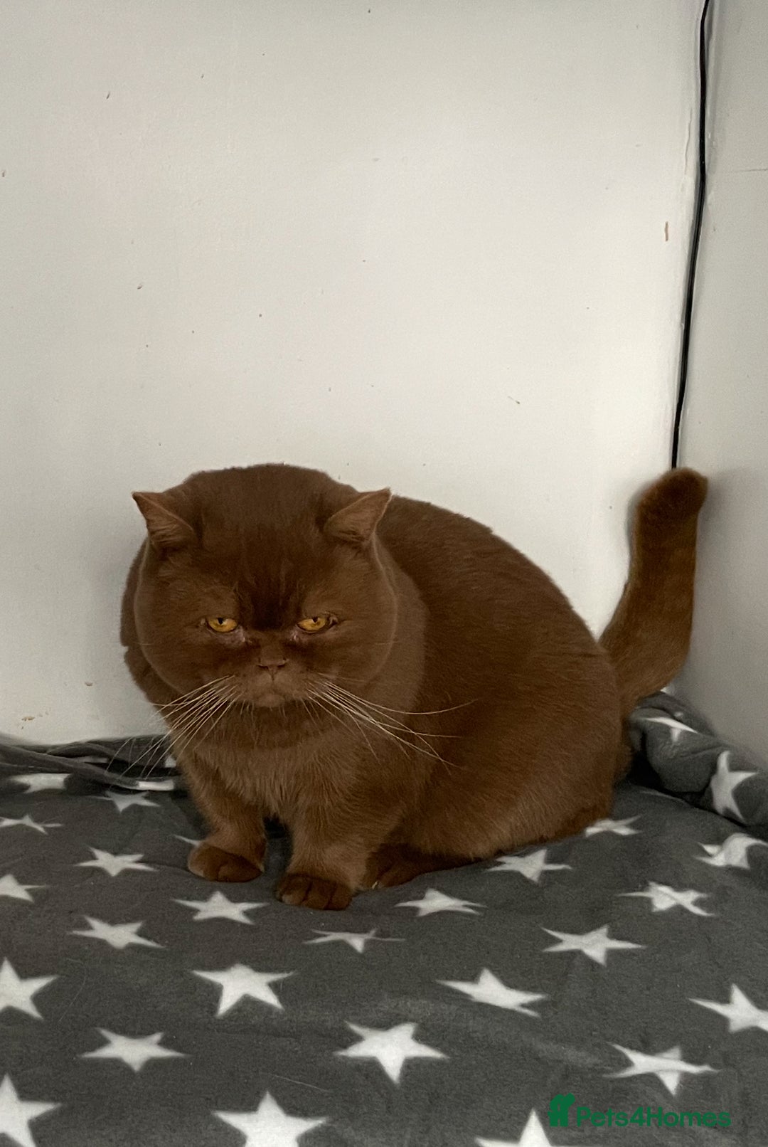 British Shorthair cats for stud: 🧸. CINNAMON CARRYING CHOCOLATE GCCF TICA  - Advert 6