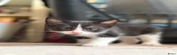 Mixed Breed cats for sale: Adorable black & white boy kittens - ready in 2wks - Advert 18