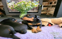 Dobermann dogs for sale: Gorgeous KC Dobermann Puppies  - Image 3