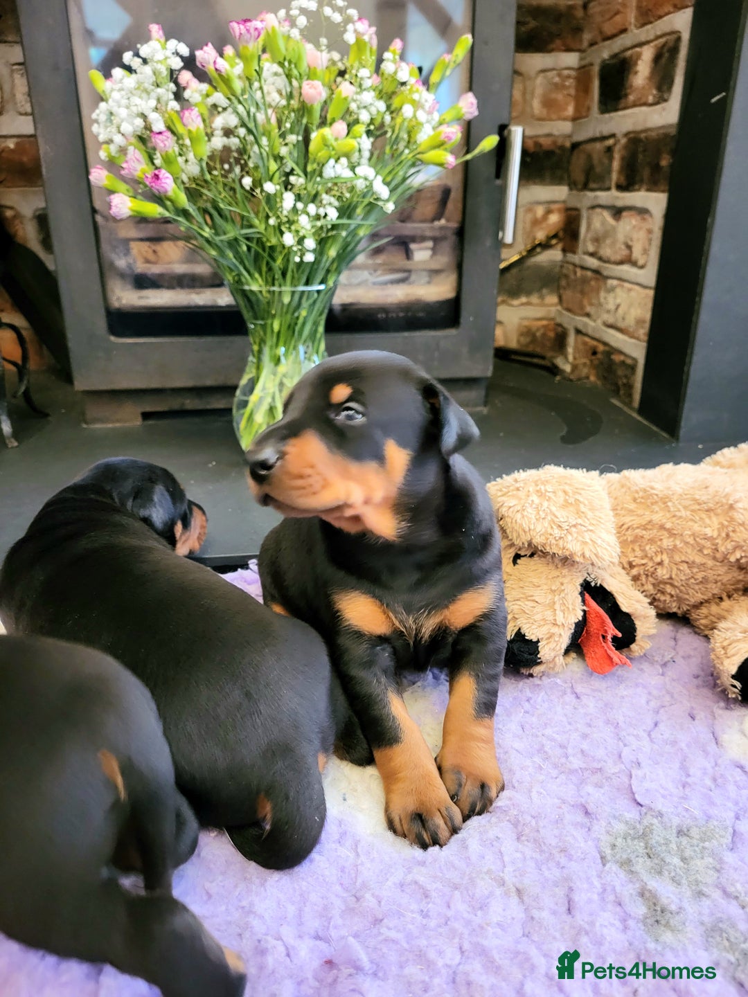 Dobermann dogs for sale: Gorgeous KC Dobermann Puppies  - Image 3
