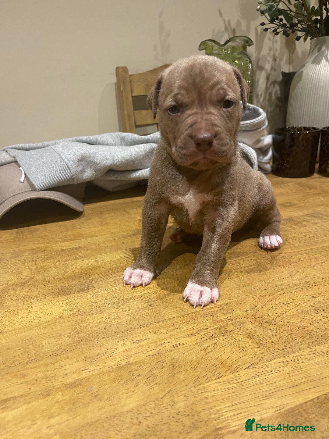 Mixed Breed dogs for sale: 9 Gorgeous pups looking for their forever home - Image 27